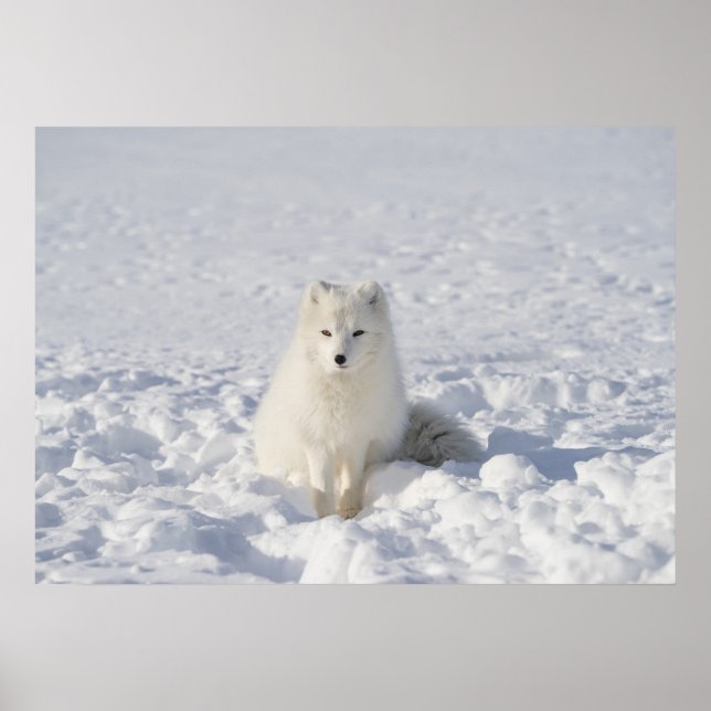 Póster Zorro blanco (Frente)