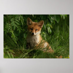 Póster Zorro de bebé barato en un bosque verde