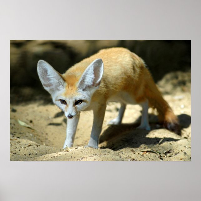 Póster Zorro de Fennec (Frente)