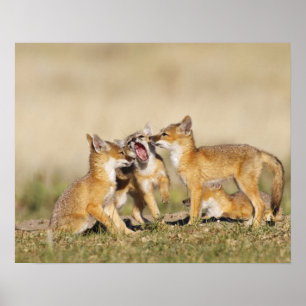 Póster Zorro de Swift (Vulpes macrotis) joven en la madri