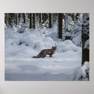 Póster Zorro en la nieve