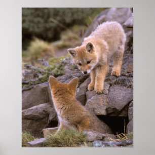 Póster Zorro gris sudamericano (Lycalopex griseus) pareja
