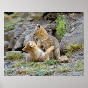 Póster Zorro gris sudamericano (Lycalopex griseus) pareja
