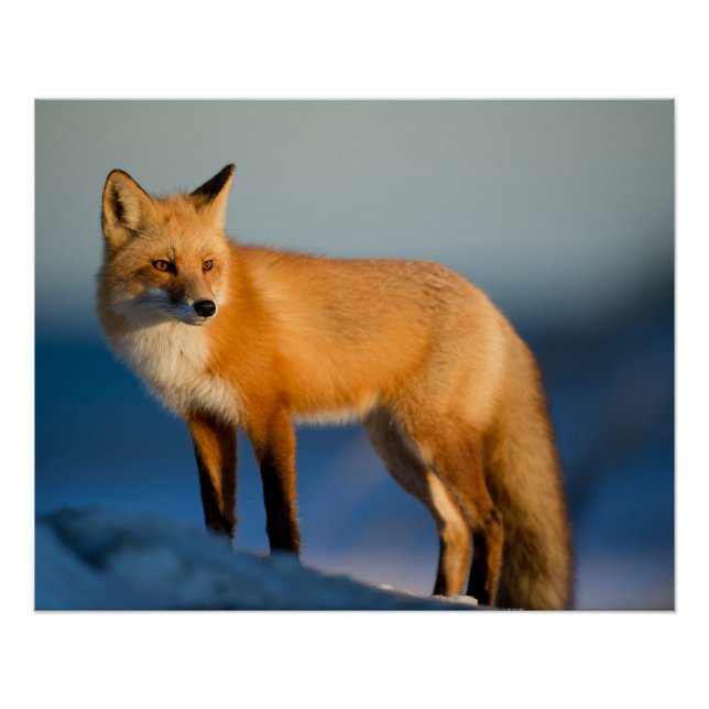 Póster Zorro marrón (Anverso)