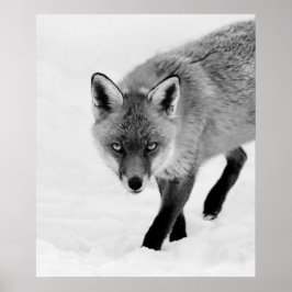 Póster Zorro Prowling