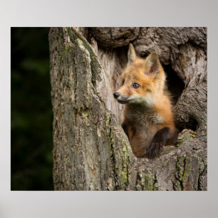 Póster Zorro Rojo Pequeño en un Hueco de Árbol