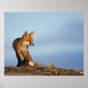 Póster zorro rojo, vulpes del Vulpes, en las 1002 áreas