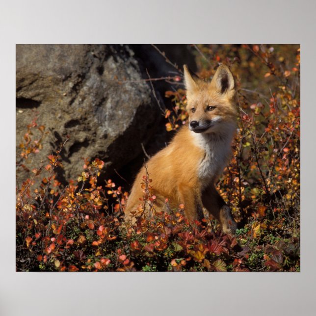 Póster zorro rojo, Vulpes vulpes (Frente)