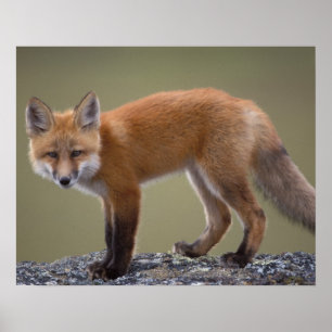 Póster zorro rojo, Vulpes vulpes, a lo largo del centro N