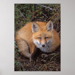 Póster zorro rojo, Vulpes vulpes, en colores de otoño