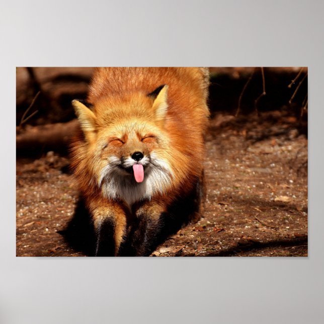 Póster Zorro sacando la lengua (Frente)