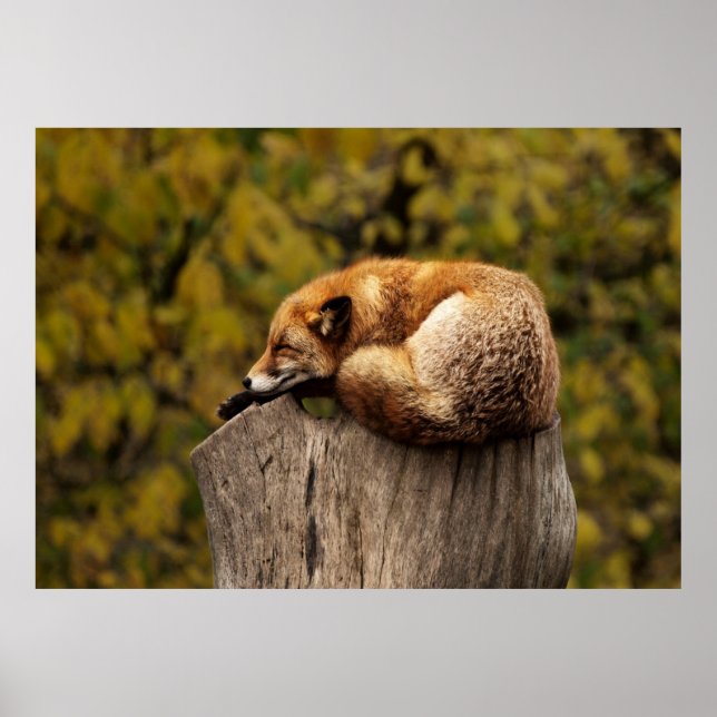 Póster Zorro somnoliento (Frente)