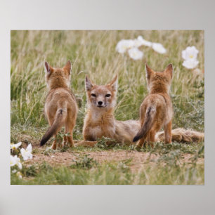 Póster Zorro veloz (Vulpes velox) hembra con crías en