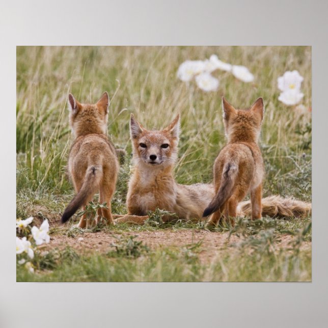 Póster Zorro veloz (Vulpes velox) hembra con crías en (Frente)