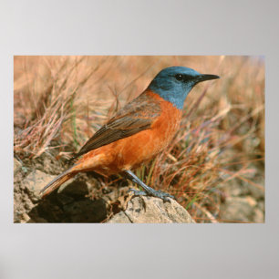 Póster Zorzal Roquero Hembra (Monticola Rupestris)