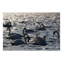 Zwanen in een groep op het water met glinsterend z