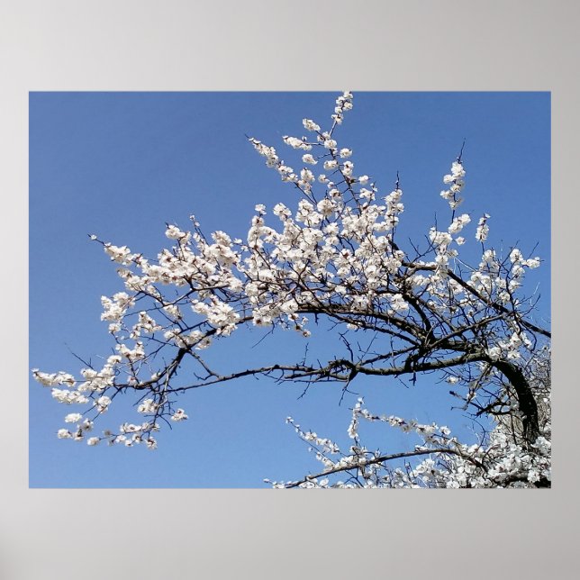 Póster Zweig der Kirschblüte (Frente)