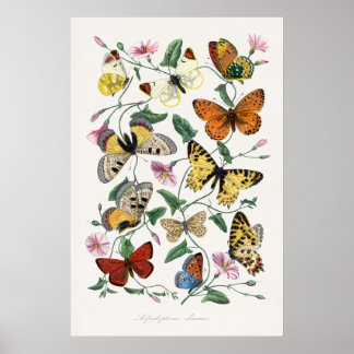 Pósteres de Arte de Mariposas Arte de Estilo Vinta