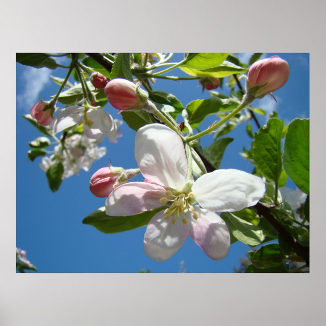POSTERS APPLE BLOSSOMS SPRING Flowers Art Prints (Frente)