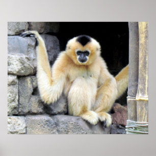Posters blanco del Gibbon de Cheeked 2264) (