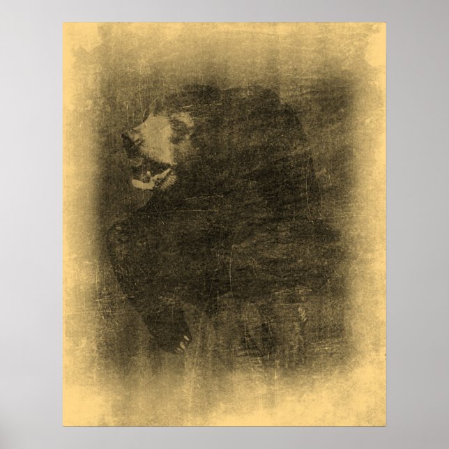 Posters de arte de Black Bear Vintage (Frente)