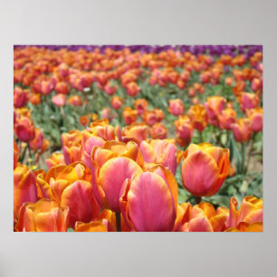 Pósters de arte de flores de tulipán rosas y naran