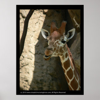 Posters de Baby Giraffe