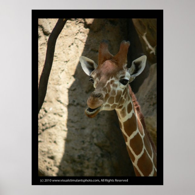 Posters de Baby Giraffe (Frente)