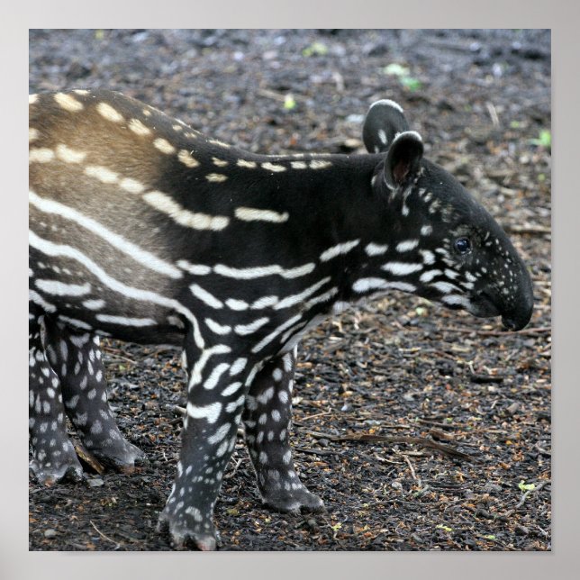Posters de Brasil Tapir (Frente)