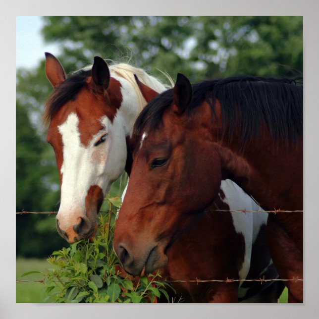 Posters de caballos fotográficos (Frente)