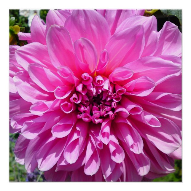 Posters de flores rosadas púrpuras de Dhalia (Anverso)