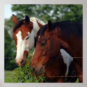 Pósters de fotografía de caballos