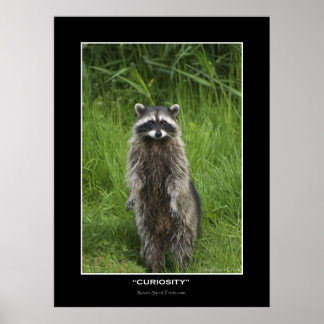 posters de fotografía de dibujos animados "CURIOSI