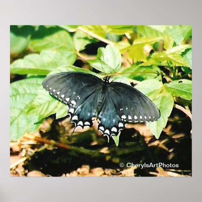 Posters de fotografía de mariposa de cola cruda bl (Frente)