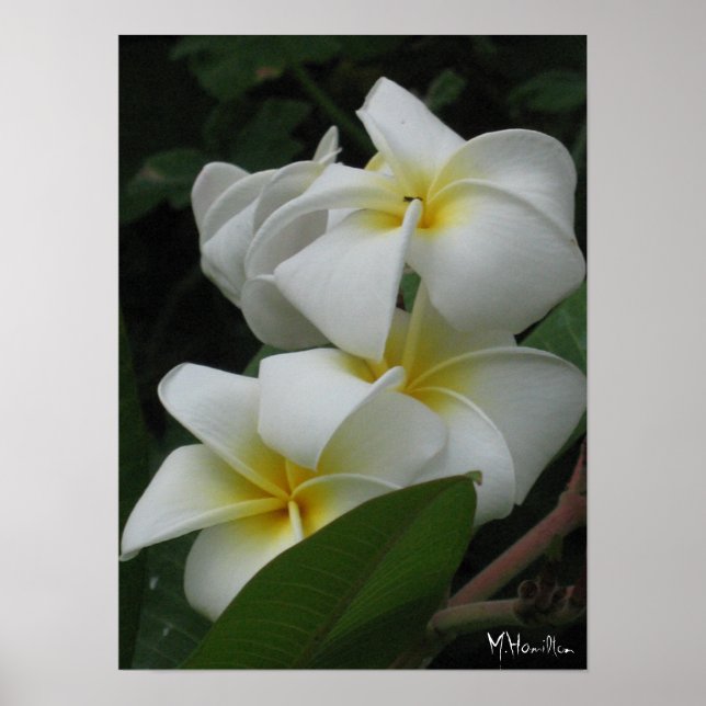 Posters de Frangipanis (Frente)