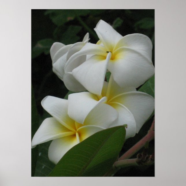 Posters de Frangipanis (Frente)