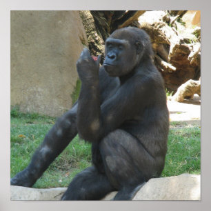 Posters de gorilas reflexivos