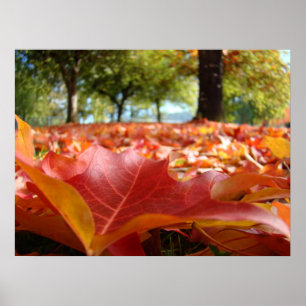 Pósters de hojas de árbol de otoño Hojas rojas nar
