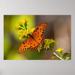 Posters de la mariposa del Golfo de Fritillary