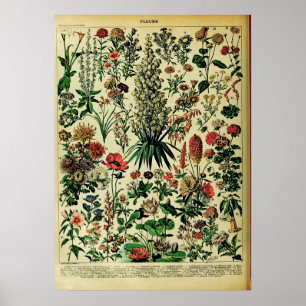 Posters de la naturaleza Adolphe Millot: Flores