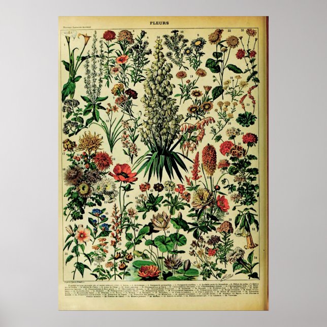 Posters de la naturaleza Adolphe Millot: Flores (Frente)