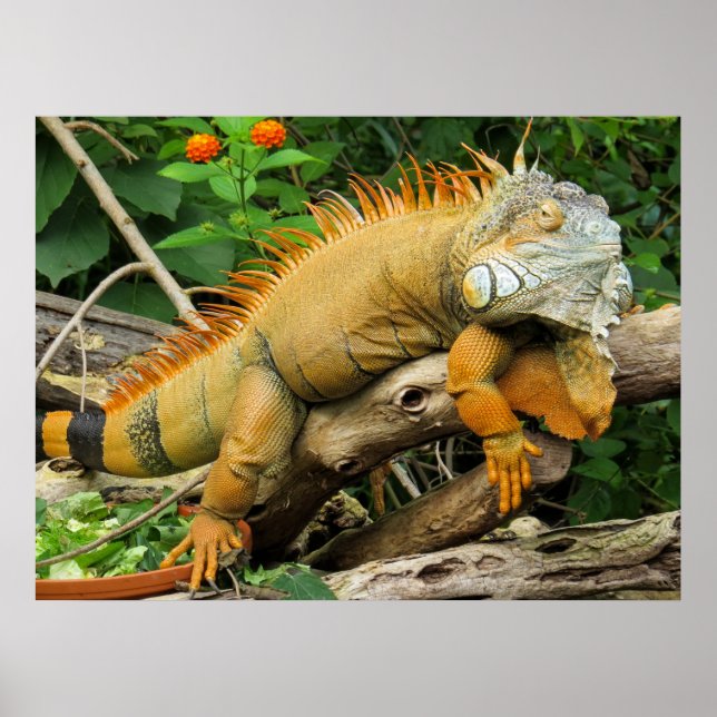 Posters de lagarto dragón (Frente)