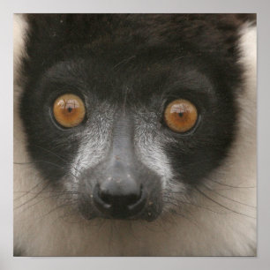 Posters de Lemur espantados