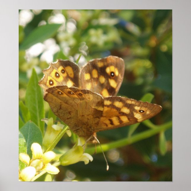 Posters de mariposa (Frente)