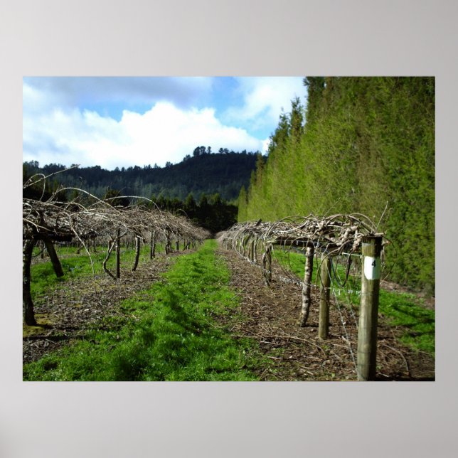 Posters de Nueva Zelanda (Frente)