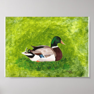 Pósters de pintura de pato real sentado en la hier