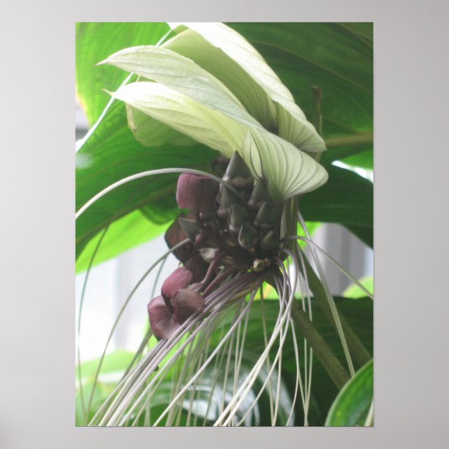 Posters de plantas tropicales (Frente)