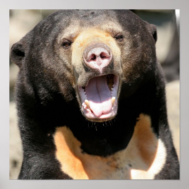 Posters de Sun Bear (Frente)
