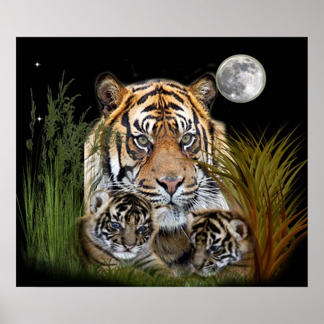 posters de tigre y cachorros (Frente)