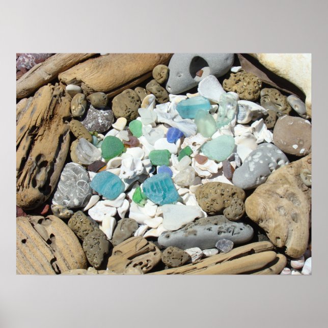 Pósters de vidrio de mar Playa Conchas de mar Fósi (Frente)
